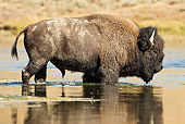 MAM 26 MC0004 01
Bison Bull Crossing River Yellowstone National Park