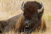 MAM 26 MC0005 01
Close-Up Of Bison Laying On Dry Grass Yellowstone National Park