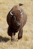 MAM 26 MC0006 01
Bison Running Through Dry Grass Yellowstone National Park
