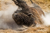 MAM 26 MC0007 01
Close-Up Of Bison Bathing In Dust Yellowstone National Park
