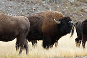 MAM 26 MC0008 01
Herd Of Bison Grazing In Meadow Yellowstone National Park