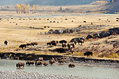 MAM 26 MC0009 01
Herd Of Bison Crossing Lamar River Yellowstone National Park