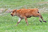 MAM 26 RW0002 01
American Buffalo Young Running On Field Yellowstone National Park