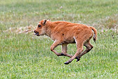 MAM 26 RW0003 01
American Buffalo Young Running On Field Yellowstone National Park