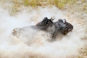 MAM 26 TL0027 01
American Bison Bull Wallowing In Dust During Summer Mating Season