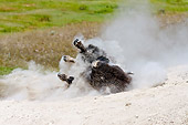 MAM 26 TL0028 01
American Bison Bull Wallowing In Dust During Summer Mating Season