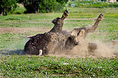 MAM 26 TL0029 01
American Bison Bull Wallowing In Dust During Summer Mating Season