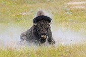 MAM 26 TL0030 01
American Bison Bull Wallowing In Dust During Summer Mating Season