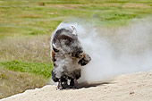 MAM 26 TL0031 01
American Bison Bull Shaking Off After Wallowing In Dust During Summer Mating Season
