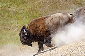 MAM 26 TL0032 01
American Bison Bull Running After Wallowing In Dust During Summer Mating Season