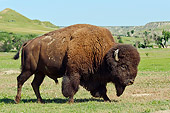 MAM 26 TL0033 01
American Bison Bull Walking Through Northern Great Plains, North Dakota