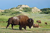 MAM 26 TL0034 01
American Bison Bull Walking Through Northern Great Plains, North Dakota