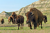 MAM 26 TL0035 01
Herd Of American Bison Walking Across Badlands In Northern Great Plains, North Dakota