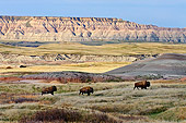 MAM 26 TL0036 01
Three American Bison Roaming Sage Creek Wilderness In Badlands National Park, South Dakota