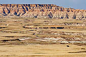 MAM 26 TL0037 01
American Bison Bull Roaming Sage Creek Wilderness In Badlands National Park, South Dakota