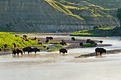 MAM 26 TL0038 01
American Bison Gathered Along Little Missouri River In Theodore Roosevelt National Park, North Dakota