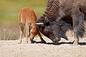 MAM 26 TL0039 01
American Bison Cow Playing With Calf In Northern Great Plains, Montana