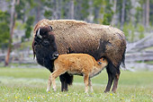 MAM 26 WF0001 01
Mother Bison Suckling Young Calf