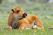 MAM 26 WF0004 01
Young Bison Calf Resting In Meadow