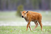 MAM 26 WF0006 01
Young Bison Calf Walking In Meadow