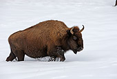 MAM 26 WF0007 01
Bison Walking Through Deep Snow Yellowstone National Park