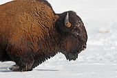 MAM 26 WF0008 01
Close-Up Of Bison Walking Through Deep Snow Yellowstone National Park