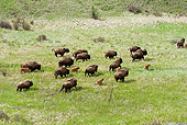 MAM 26 WF0010 01
Overhead Shot Of Bison Herd Running On Field