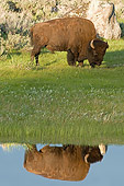 MAM 26 WF0011 01
Bison Bull Grazing By Edge Of Water