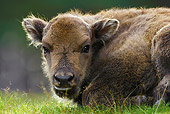 MAM 26 WF0013 01
Close-Up Of European Bison Calf Laying On Grass