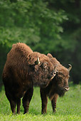 MAM 26 WF0014 01
Two European Bison Standing On Grass