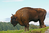 MAM 26 WF0015 01
European Bison Bull Standing On Grass Scotland