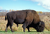 MAM 26 WF0017 01
Bison Grazing In Meadow Profile