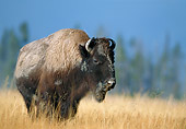 MAM 26 WF0018 01
Bison Standing In Meadow