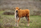 MAM 26 DB0001 01
American Bison Calf Standing In Meadow