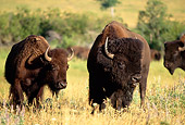 MAM 26 DB0002 01
Herd Of Bison Standing In Field