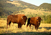 MAM 26 DB0003 01
Two Bison Standing In Field Before Green Hills