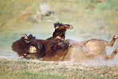 MAM 26 KH0001 01
American Bison Rolling On Back In Field