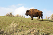 MAM 26 NE0001 01
Bison Standing In Field Yellowstone