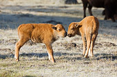 MAM 26 NE0004 01
Two Bison Calves Standing In Field Nuzzling Yellowstone