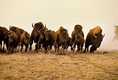 MAM 26 RW0001 01
Herd Of Bison Or Buffalo Stampede Montana