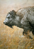 MAM 26 TK0001 01
Profile Shoulder Shot Of Plains Bison Running In Snowstorm