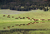 MAM 26 TK0002 01
Herd Of Plains Bison Grazing On Hillside By Lake Rocky Mountains