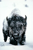 MAM 26 TL0001 01
Portrait Of Bison In Snow