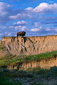 MAM 26 TL0002 01
Bull Bison Standing On Prairie