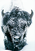 MAM 26 TL0003 01
Portrait Head Shot Of Bull Bison In Snow