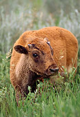 MAM 26 TL0005 01
Young Bison Calf In Tall Grass