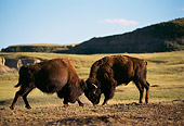 MAM 26 TL0006 01
Bison Bull Fighting