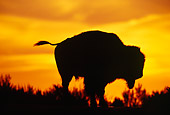 MAM 26 TL0007 01
Silhouette Shot Of Bull Bison At Sunset