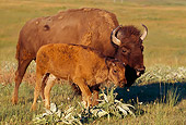 MAM 26 TL0009 01
Portrait Of Bison And Calf On Pasture