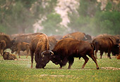 MAM 26 TL0010 01
American Bison Bulls Fighting By Herd
